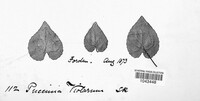 Puccinia violae image
